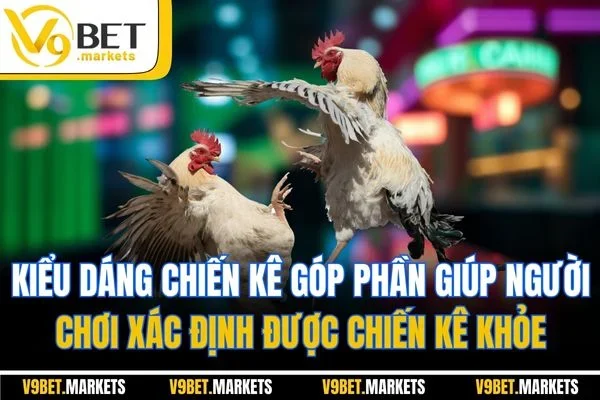 Kiểu dáng chiến kê góp phần giúp người chơi xác định được chiến kê khỏe