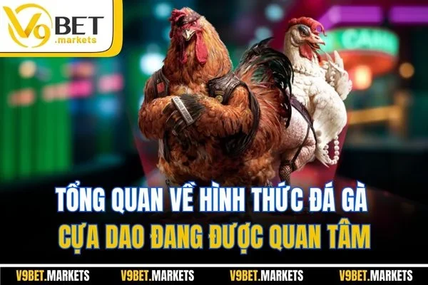 Tổng quan về hình thức đá gà cựa dao đang được quan tâm